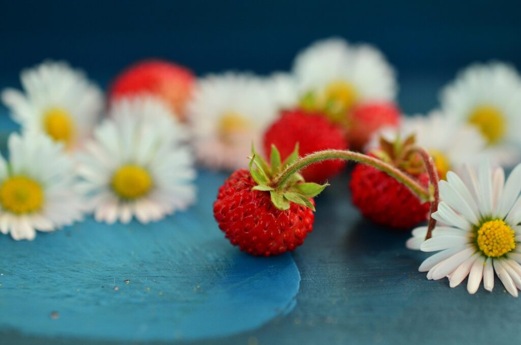 fraises et marguerites déposées sur une table bleue